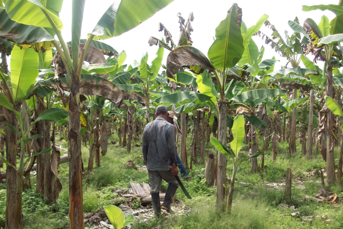 Comunidades Indígenas de El Cocal desarrollan Proyectos Productivos