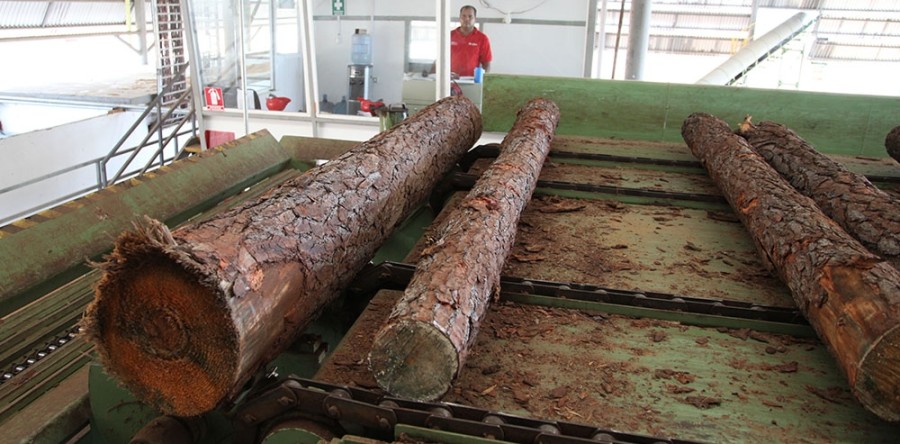 Constituirán Empresa mixta para reactivar Maderera de Caripito