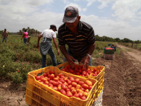 Gobernadora Santaella proyecta aumentar la producción de tomate en Monagas
