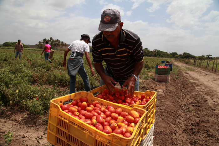 Gobernadora Santaella proyecta aumentar la producción de tomate en Monagas