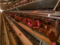 En marcha empresa de producción de huevos en el sur de Monagas