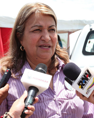 Explotaran 400 mil hectáreas  de pino en Monagas y Anzoátegui