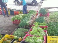 Más de 12 toneladas de hortalizas fueron expendidas en Maturín