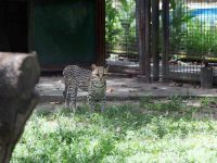 Santaella asume manutención de animales en el parque La Guaricha