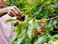 Arrancó la cosecha del café en Monagas