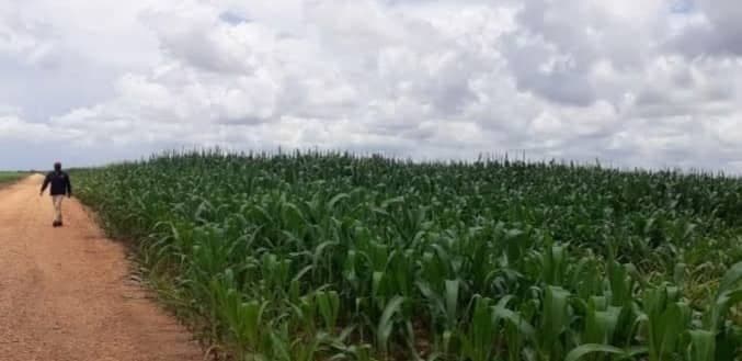 Maíz y soya rubros principales del Plan de Siembra 2022 en Monagas.