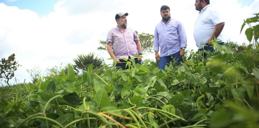 Siembran más de mil 900 hectáreas de frijol en Aguasay.