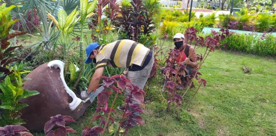 Alcaldía sembrará 3 mil plantas ornamentales para embellecer a Maturín.