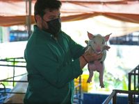 Gobernador Ernesto Luna reimpulsará la producción porcina en Monagas.