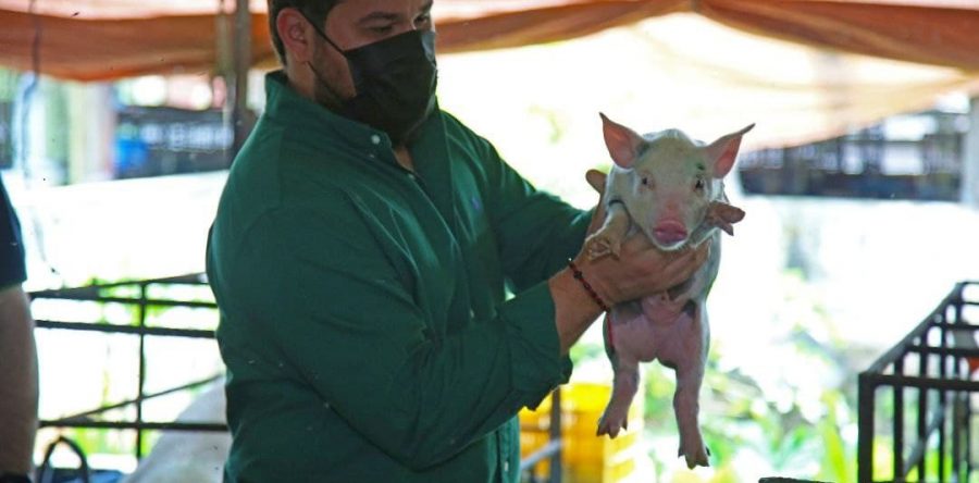 Gobernador Ernesto Luna reimpulsará la producción porcina en Monagas.