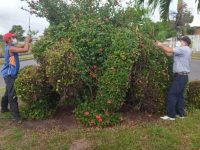 Alcaldía de Maturín embellece avenida José Tadeo Monagas de Las Cocuizas.