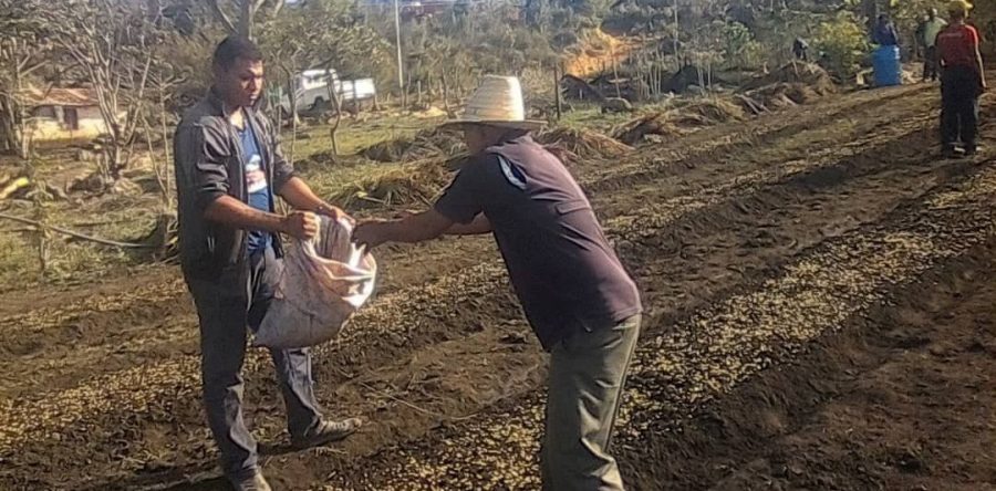 Entregan 200 kilos de semillas para activar producción de café en Cedeño.