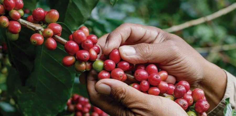 Gobernación entrega 600 kilos de semillas de café en Acosta y Caripe.