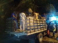 Eliminan 98.600 palometas peludas en Bolívar, Punceres y Maturín.