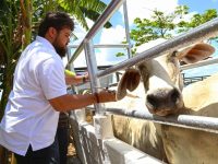 Gobernador Ernesto Luna inició inmunización contra fiebre aftosa en Monagas.