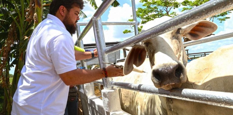 Gobernador Ernesto Luna inició inmunización contra fiebre aftosa en Monagas.