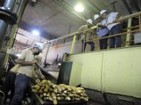 Gobernador Ernesto Luna resalta producción de almidón de la Agroindustria Mandioca.
