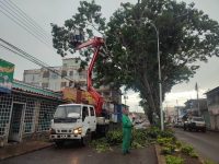 Alcaldía de Maturín aplica pica y poda de árboles ante alerta de ciclón tropical.