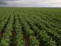 Monagas apuesta a potenciar la producción de soya para fortalecer la agroindustria nacional.