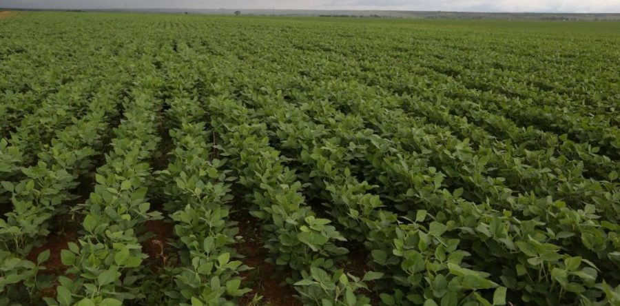 Monagas apuesta a potenciar la producción de soya para fortalecer la agroindustria nacional.