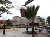 Con 12 palmeras de dátiles armonizan al Paseo El Balancín de Maturín.