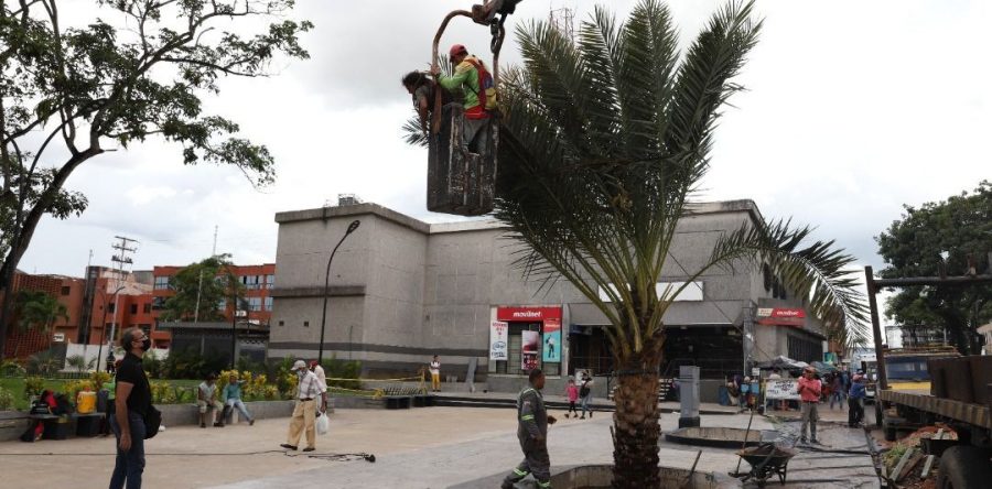 Con 12 palmeras de dátiles armonizan al Paseo El Balancín de Maturín.