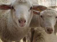 En la II Expo Ovica Monagas 2022 participarán 70 apriscos.