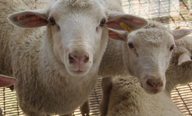 En la II Expo Ovica Monagas 2022 participarán 70 apriscos.