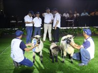 II Expo Ovica Monagas 2022 contó con 600 animales de exhibición y 300 en juzgamiento.