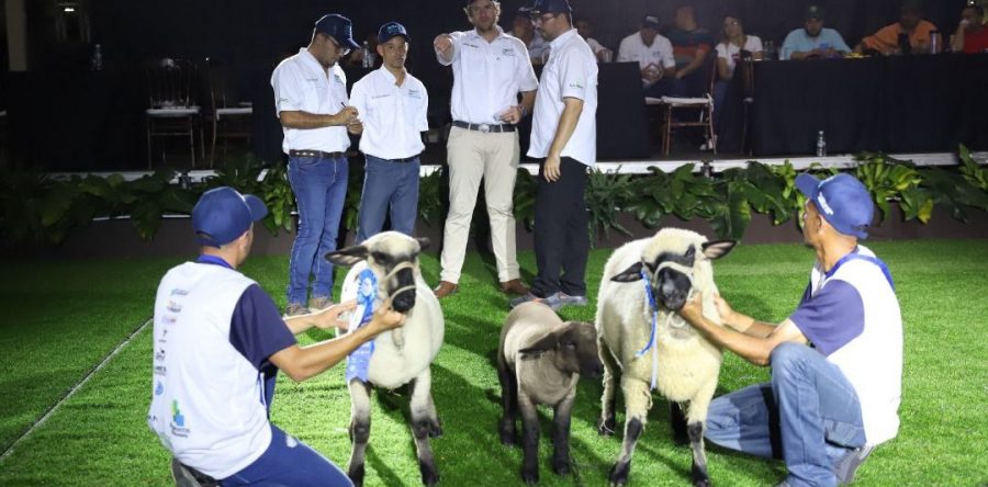 II Expo Ovica Monagas 2022 contó con 600 animales de exhibición y 300 en juzgamiento.