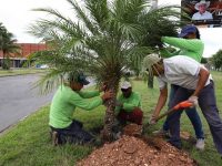 Alcaldía de Maturín realiza ornamentación en la redoma La Floresta con 15 palmeras.