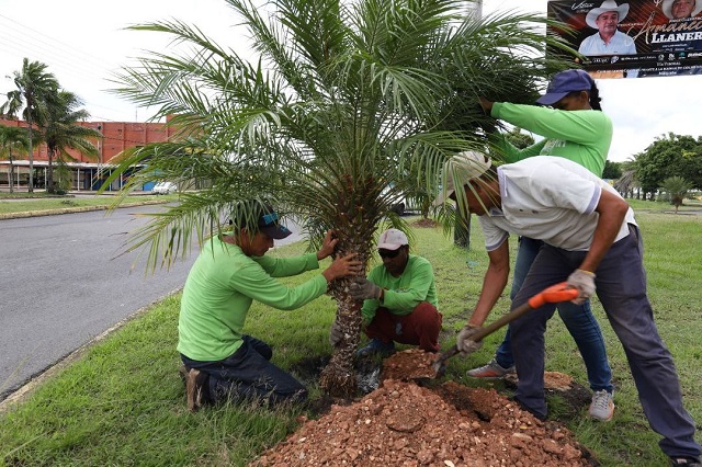 Alcaldía de Maturín realiza ornamentación en la redoma La Floresta con 15 palmeras.