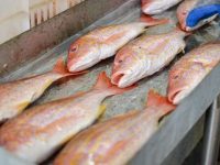 Ernesto Luna reactiva séptima empresa de la Gobernación de Monagas.