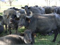 Monagas inicia segundo ciclo de vacunación contra la fiebre aftosa.