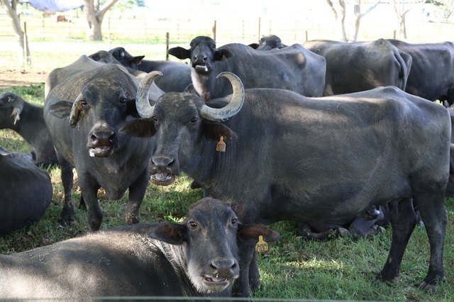Monagas inicia segundo ciclo de vacunación contra la fiebre aftosa.