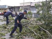 Con rutina ambientalista Municipalidad podó árboles para el resguardo de los maturineses.