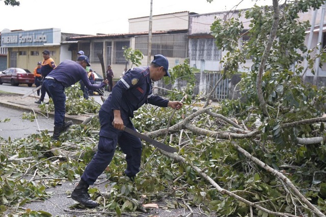 Con rutina ambientalista Municipalidad podó árboles para el resguardo de los maturineses.