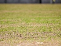 Satisfactoriamente crece nueva grama sembrada en el estadio Monumental de Maturín.