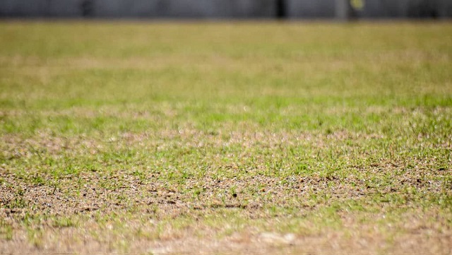 Satisfactoriamente crece nueva grama sembrada en el estadio Monumental de Maturín.