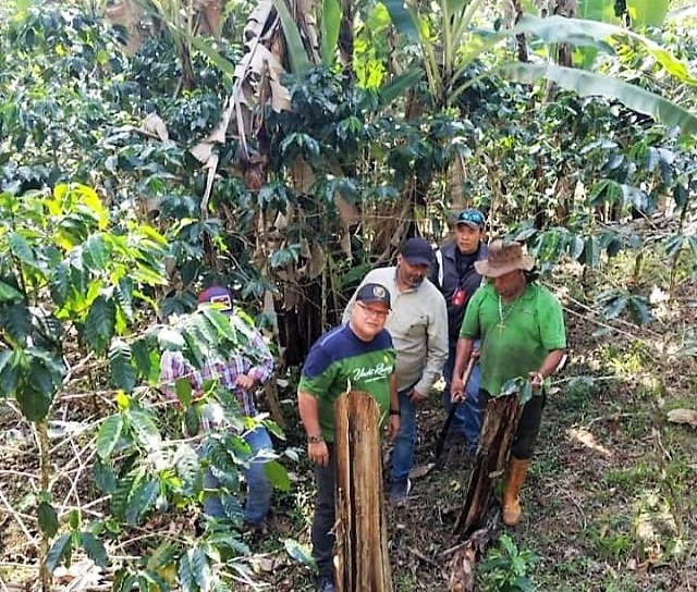 Inician plan preventivo de enfermedades del plátano y el cambur en Monagas