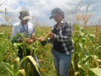 Realizan vista técnica a productores del municipio Cedeño financiados por Plan Conuco.