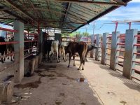 Matadero Municipal de Maturín donó 26.344 kilogramos de proteína en tres meses.