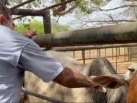 Más de 2 mil productores en Monagas cumplirán protocolos contra la fiebre aftosa