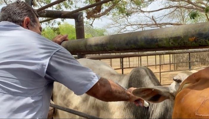 Más de 2 mil productores en Monagas cumplirán protocolos contra la fiebre aftosa